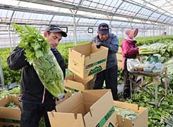 セルリーの出荷作業を行う矢嶋貴紀さん（左）家族
