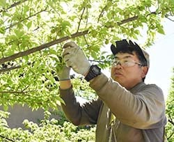 一粒ずつ手もぎで丁寧に収穫する原田さん