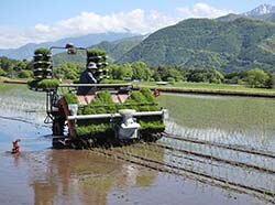 あぐりクリエイト信州諏訪が管理する田んぼで行った田植え
