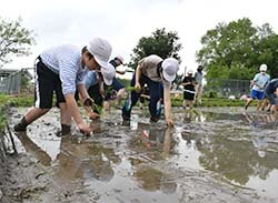 目印に沿って丁寧に田植えする児童ら