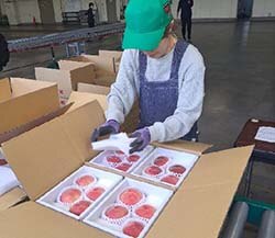 検品後箱詰めされた桃
