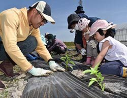 苗を植える参加者ら（安曇野市堀金烏川）