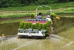 可変施肥を行いながら田植え作業が進む現場