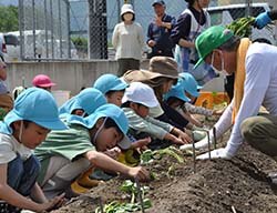 植え付けを楽しむ園児ら