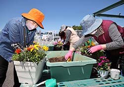 寄せ植えを楽しむ大学生