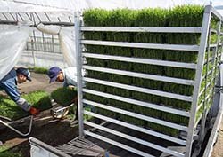 ハウスから育苗箱を運び、軽トラックに積み込む生産者