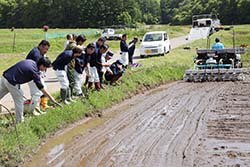 播種後の水稲種子のようすを確認する参加者