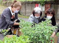 野菜苗を確認する会員ら