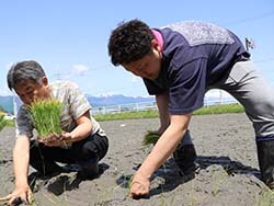 真剣な表情で苗を植える参加者ら（17日、長野県松本市にて）