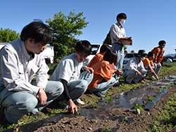 凍霜害の被害を確認するJA職員