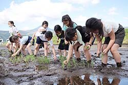 ていねいに苗を植える川村小学校の児童