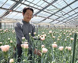 出荷を控えるカーネーションの生育を見守る星野さん