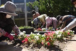 花壇に花を植えていく女性部員