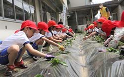 サツマイモの苗を畝に寝かせるように植える児童たち（長野県諏訪市で）