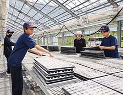 ハウス内に播種済みのトレーを並べる中学生