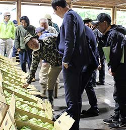 出荷規格を確認する生産者