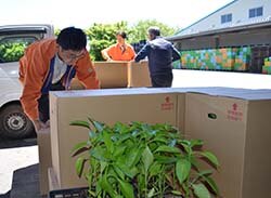 ピーマンの苗を受け取る生産者