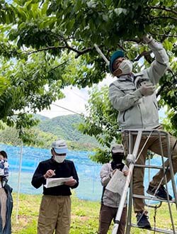 手順を指導する技術員（右）と生産者ら