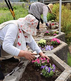 川沿いの花壇に花苗を植え付ける四賀支部員