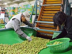 小梅の品質を確認する木下専門部長ら（左）
