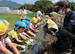 園児と一緒にサツマイモ苗を植える青年部員（長野県飯田市で）