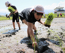 田植えを体験する児童たち