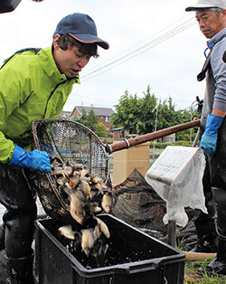 生産者に親ブナを配る担当者