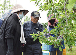純好さん（中）に摘果作業を教わる生活クラブ組合員