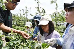 摘果のポイントを伝える帯刀さん（左）と参加者ら（安曇野市三郷）