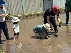 親子で田植えを楽しむ生協の組合員