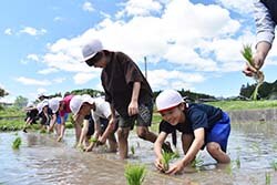 メンバーも含め一列に並んで田植えを楽しむ