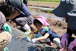 サツマイモの苗を植える親子