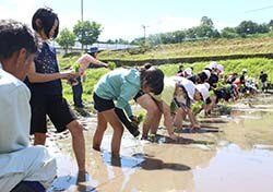 一列に並び田植えをする児童