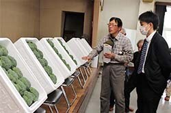 ブロッコリーの出荷規格を確認する三岡野菜部会生産者