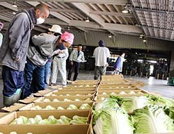 出荷規格を確認する生産者