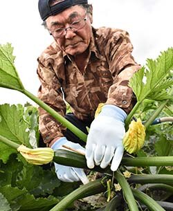 規格に合わせサイズを確認しながら収穫する宮下さん