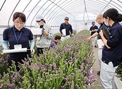 1年生スターチスの生育状況を観察する審査員