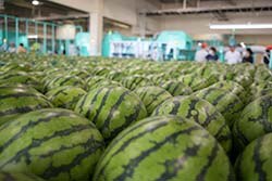 共選所に持ち込まれたすいか