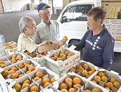 出荷されたアンズを評価する近藤部会長（中）と生産者ら