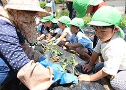 メンバーと交流しサツマイモの苗を植える園児