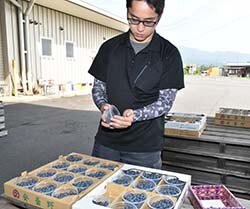 検品作業を行うJA職員