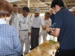 見本で出荷規格を確認する生産者