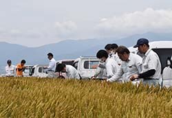 小麦「ハナチカラ」の生育状況を確認するJA職員ら