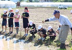 メンバーの指導で田植えをする児童