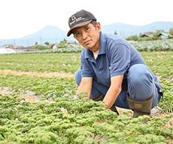 出荷を控えるパセリの生育を見守る清水部会長