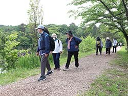 アヤメを見ながら歩く参加者