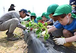 一つひとつ丁寧に植え付けた