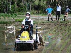 田植えをする職員
