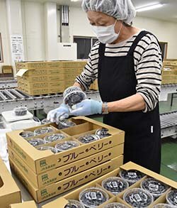 ブルーベリーの検品作業