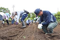 大豆を手作業で播種する参加者